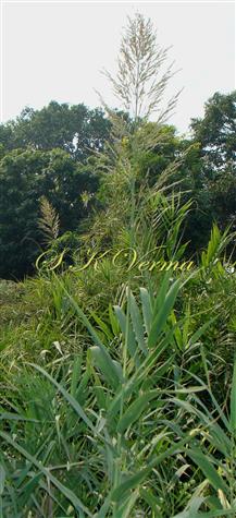  Plant